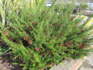 Grevillea 'Canberra Gem'