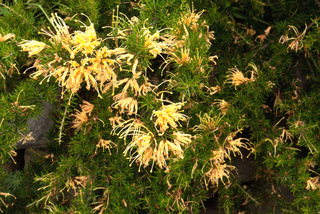 Grevillea juniperina à fleurs jaunes