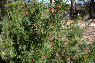 Grevillea juniperina