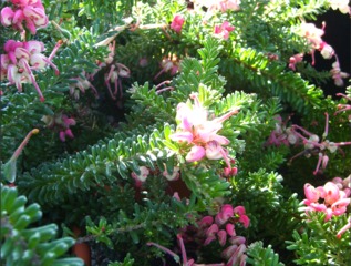 Grevillea nain 'Mount Tamboritha'