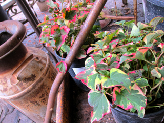 Houttuynia cordata 'Chameleon'