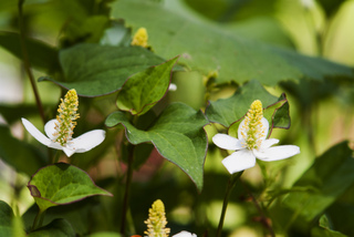 Houttuynia cordata