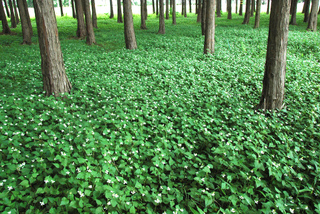 Houttuynia cordata en sous-bois