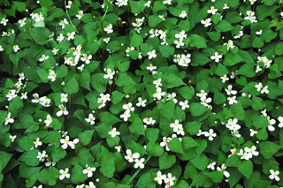Houttuynia cordata