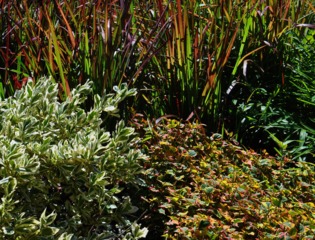 Houttuynia cordata 'Chameleon' (à droite)