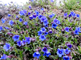 Lithodora diffusa ou grémil diffus