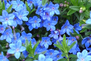 Lithodora diffusa 'Heavenly Blue'