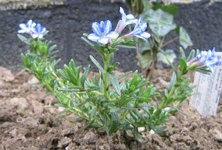 Lithodora diffusa : plant récemment installé