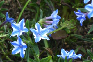 Lithodora diffusa 'Star'