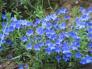 Lithodora diffusa