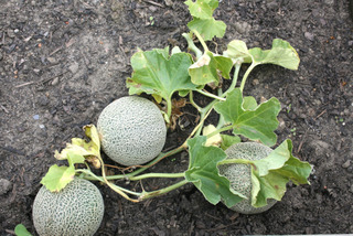 Melons brodés