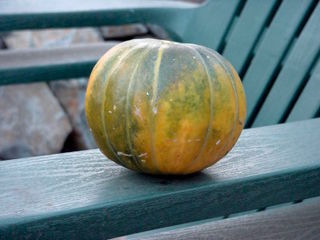 Melon 'Noir des Carmes'