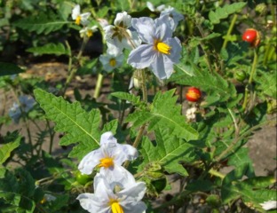 Morelle de Balbis (Solanum sisymbriifolium)