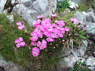 Oeillet des Alpes - Dianthus alpinus