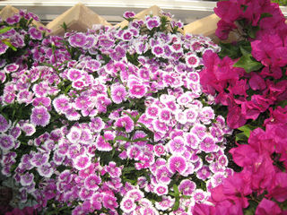 Oeillet de Chine (Dianthus chinenis)