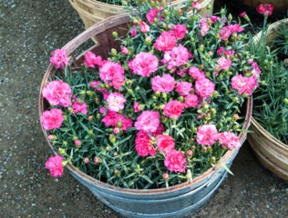Oeillet des fleuristes - Dianthus caryophyllus