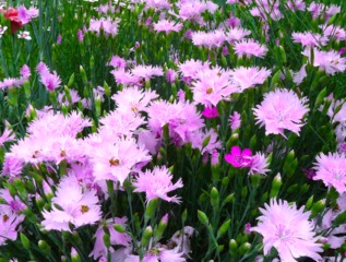 Oeillet mignardise - Dianthus plumarius