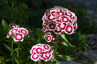 Oeillet de poète - Dianthus barbatus