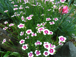 Oeillet de rocaille - Dianthus deltoides