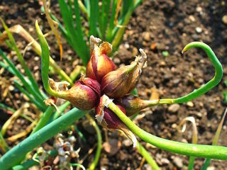 Oignon rocambole (Allium cepa var. proliferum)