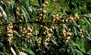 Fruits de l'olivier de Bohême (Elaeagnus angustifolia)