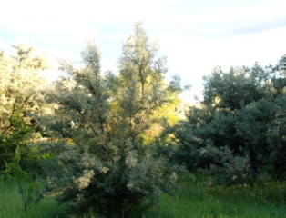 Oliviers de Bohême
