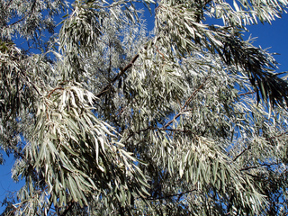 Olivier de Bohême - Elaeagnus angustifolia