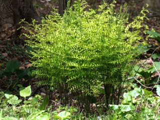 Osmonde royale en sous-bois au printemps