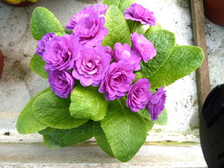 Primevère 'Bon Accord'