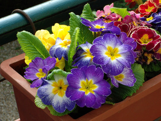Primevères en jardinière