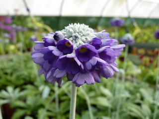 Primula capitata