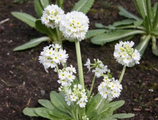 Primevère denticulée, Primula denticulata