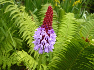 Primevère des marais, Primula vialii
