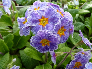 Primevère 'Zebra Blue'