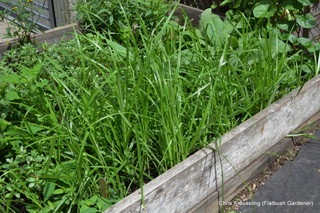 Souchet comestible au potager (au premier plan)