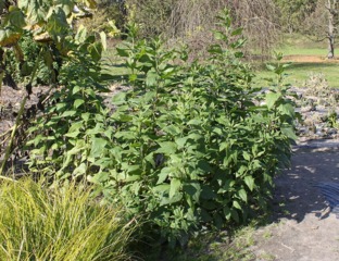 Topinambours au potager