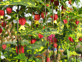 Abutilon à feuillage panaché