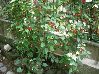 Abutilon megapotamicum