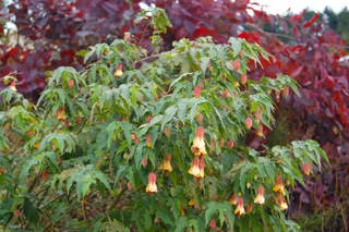 Abutilon megapotamicum