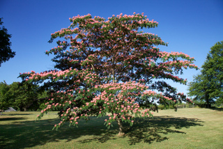 Albizia julibrissin