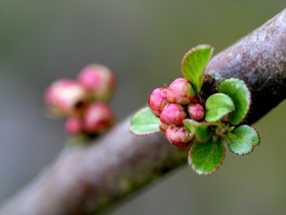 Bourgeon floral de cerisier - Débourrement