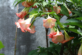 Brugmansia arborea