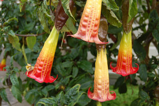 Brugmansia sanguinea