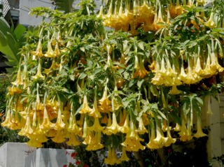 Brugmansia 'Charles Grimaldi'
