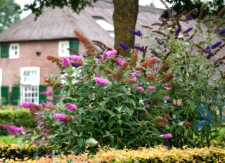 Buddléias : variétés horticoles rose et violet