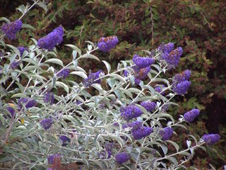 Buddleia bleu violacé
