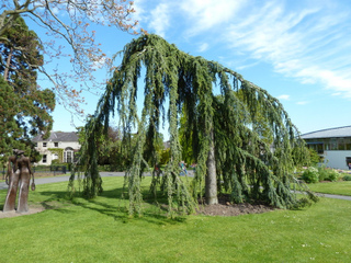 Cedrus atlantica pendula