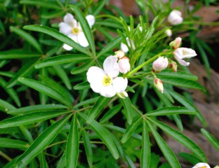 Choisya 'Aztec Pearl'