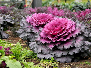 Feuillage violet et rose pour ces choux