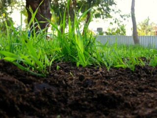 Apport de compost au gazon